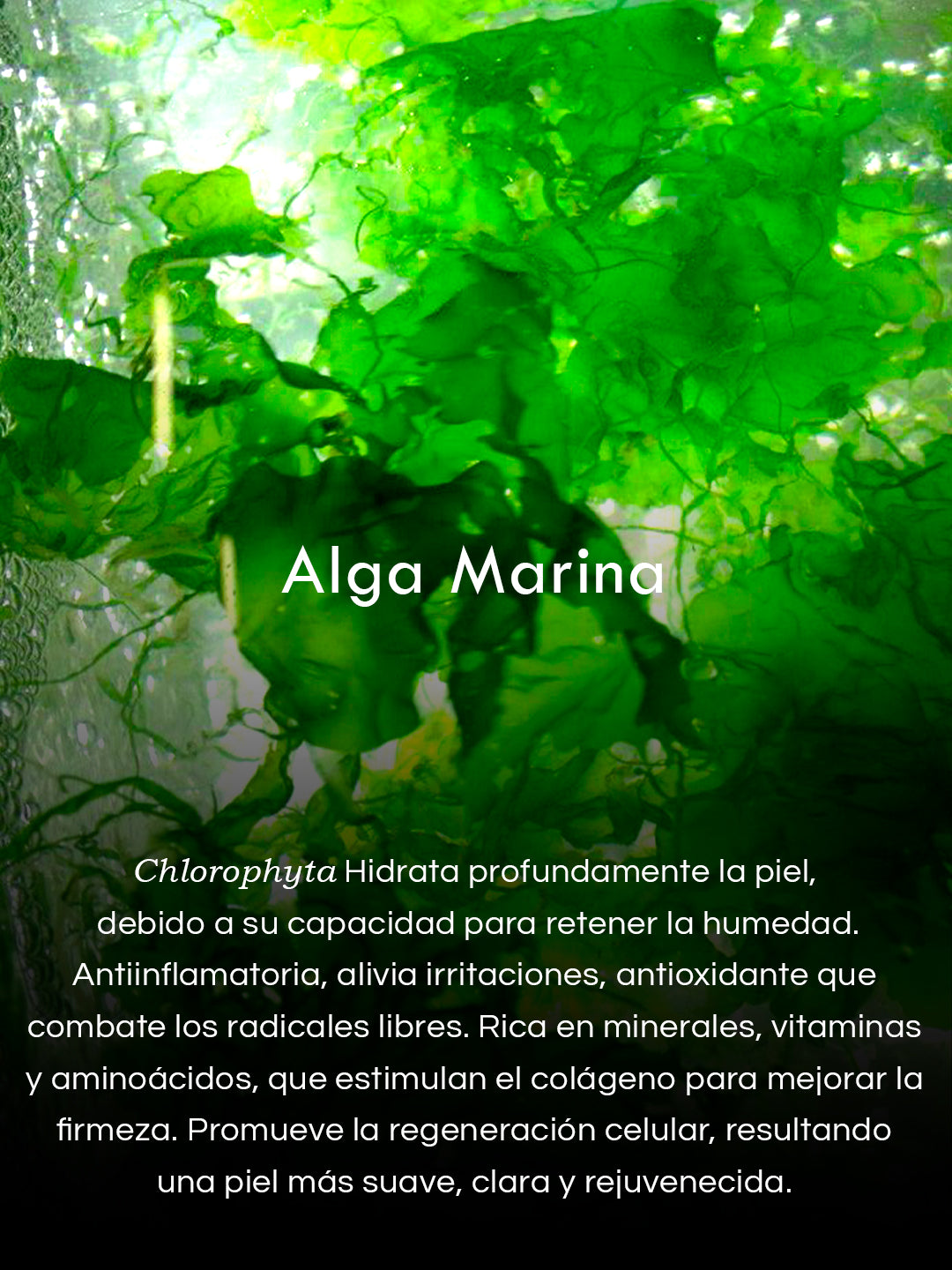 Gel de Algas Marinas