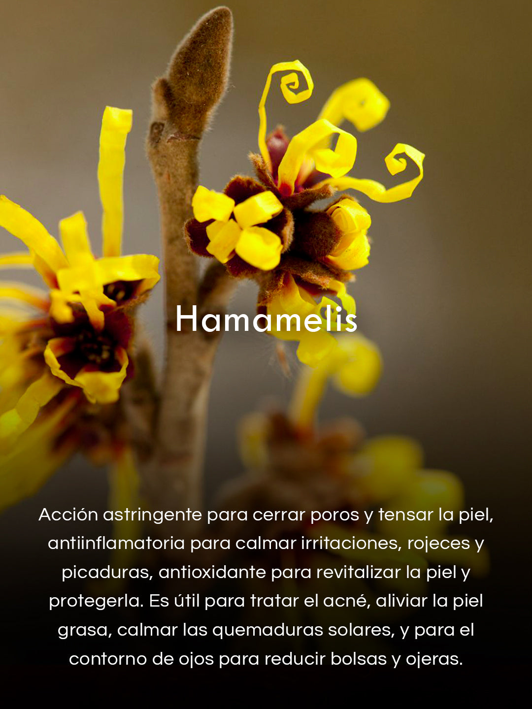 Gel de Algas Marinas