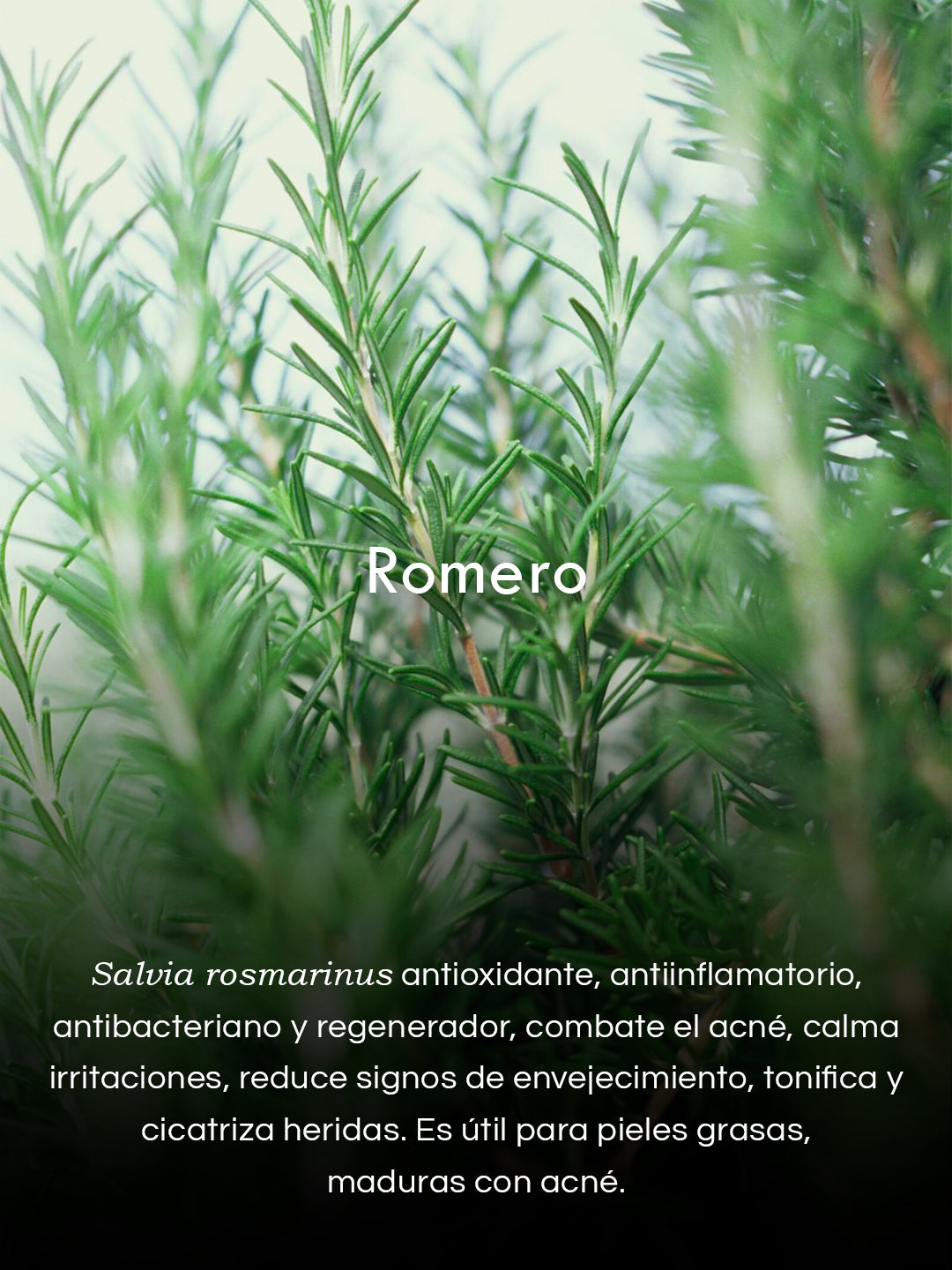 Gel de Algas Marinas